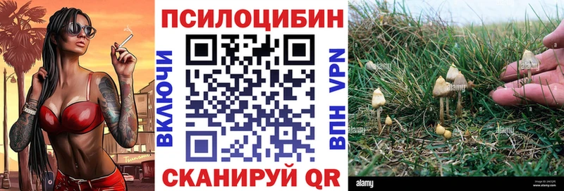 Купить где  Очёр  Псилоцибиновые грибы Psilocybe 